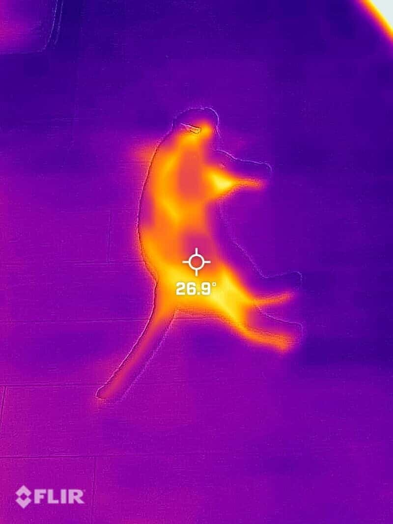 猫をサーモグラフィカメラ で撮ってみた